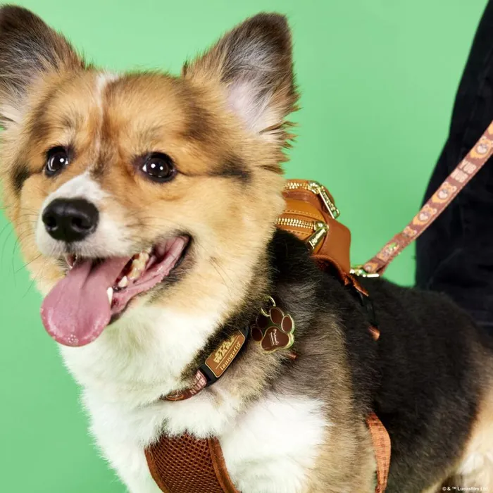 Star Wars Ewok Dog Collar Unisex Loungefly Pet Accessories Star Wars Ewok Dog Collar Unisex Loungefly Pet Accessories
